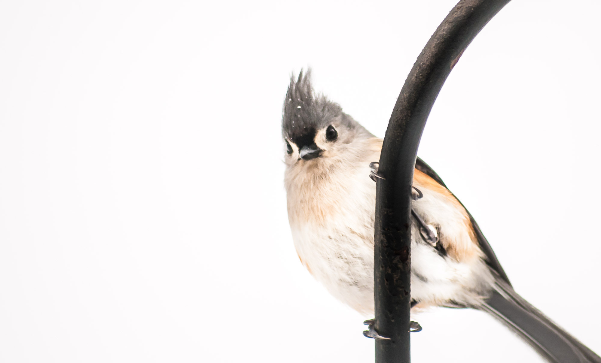 Sigma 70-300mm F4-5.6 APO DG Macro sample photo. Tufted titmouse photography