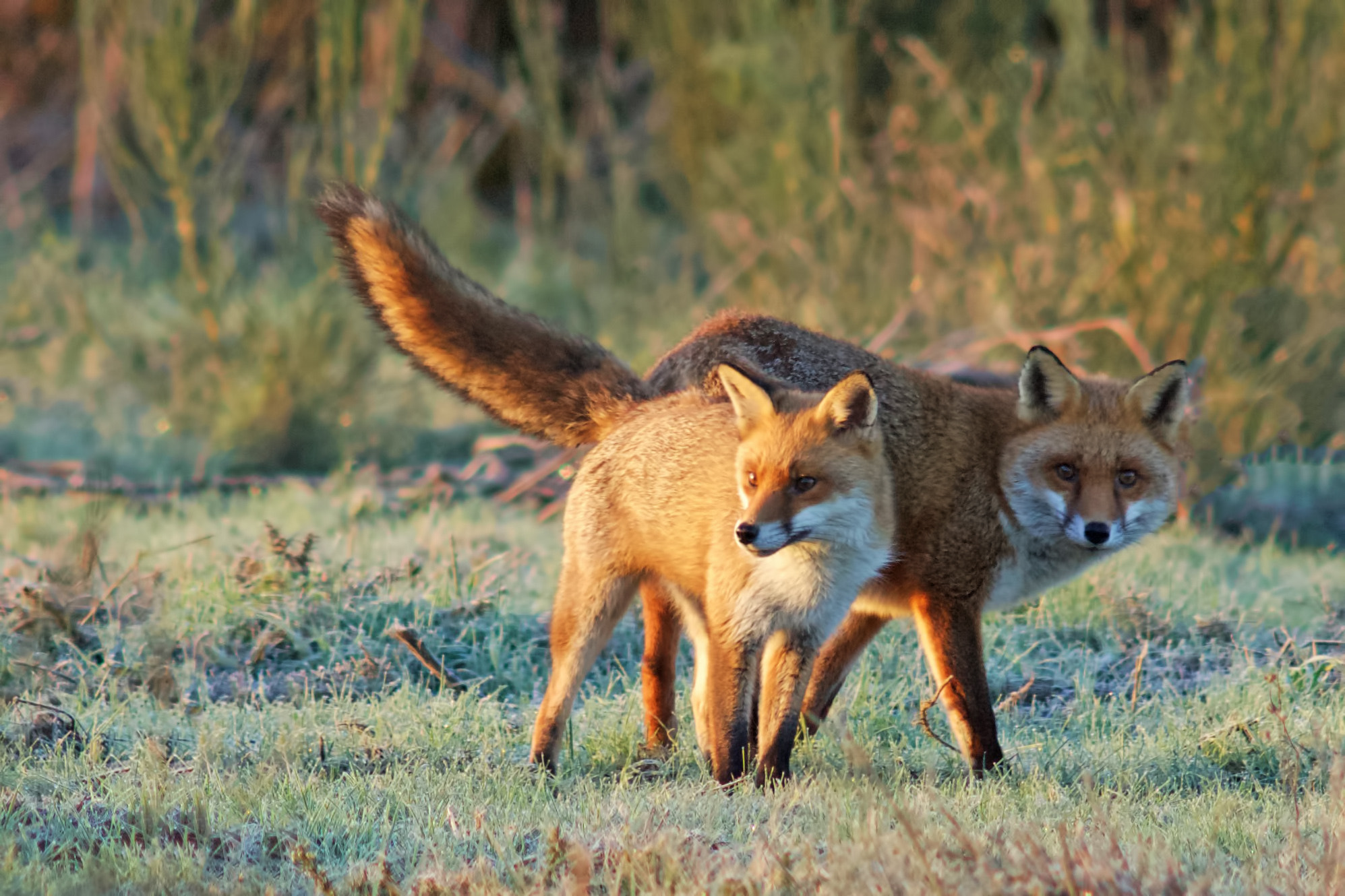 Sony ILCA-77M2 + Minolta AF 300mm F2.8 HS-APO G sample photo. Dog and vixen mating photography