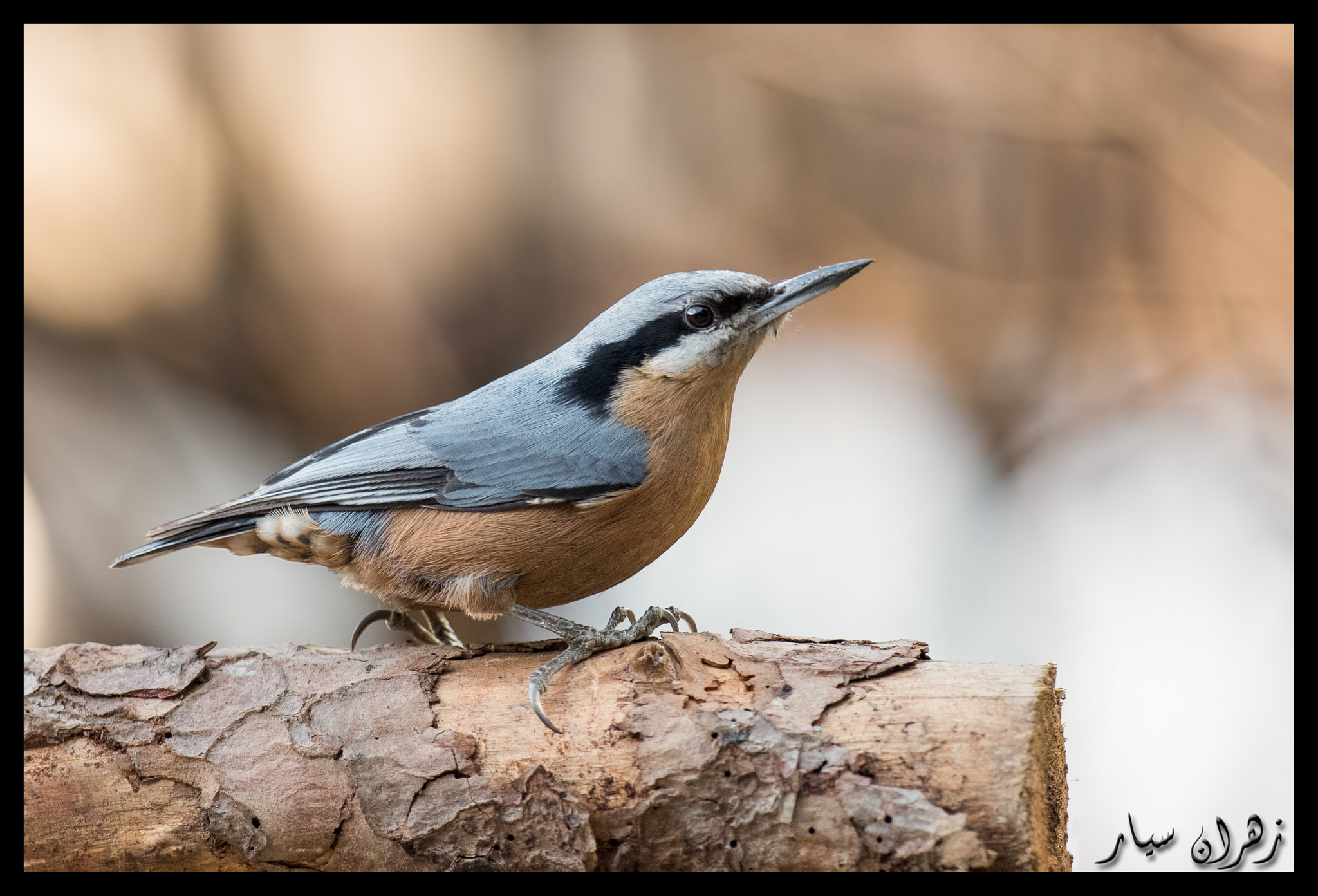 Nikon D750 + Nikon AF-S Nikkor 600mm F4G ED VR sample photo. Looking for food ! photography