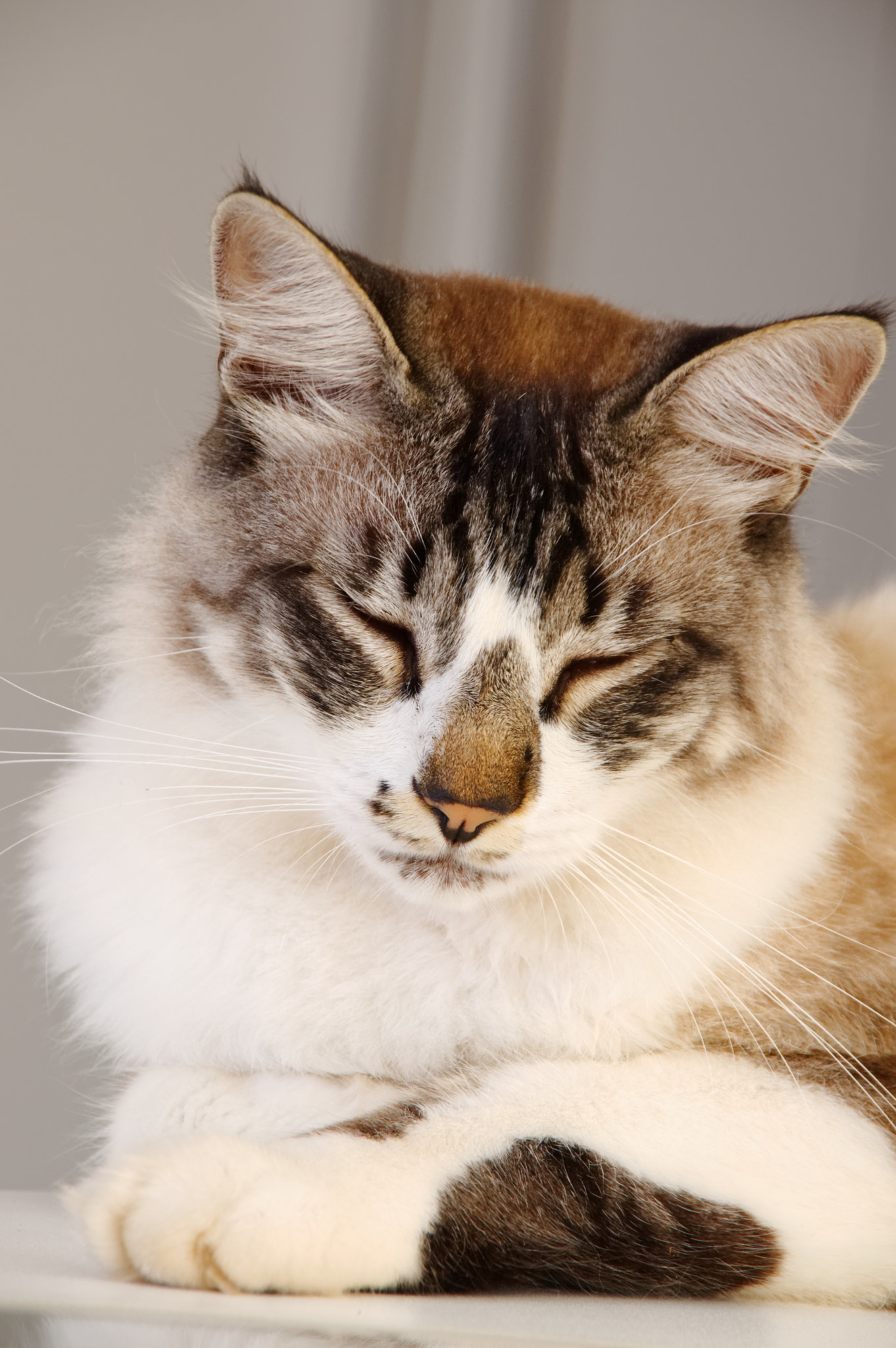 Sigma 18-200mm F3.5-6.3 DC sample photo. Cat photography