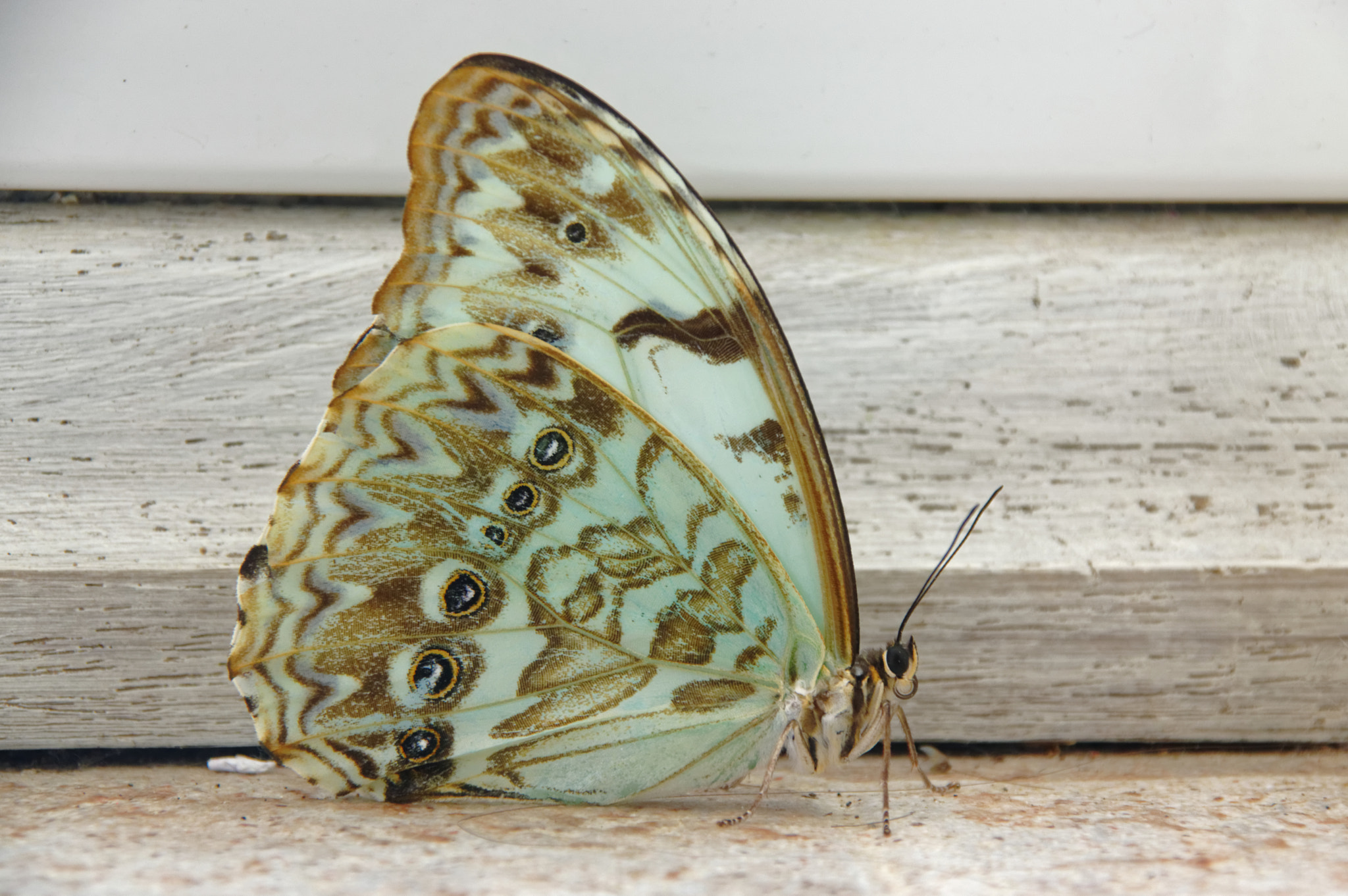Sigma 18-200mm F3.5-6.3 DC sample photo. Borboleta photography