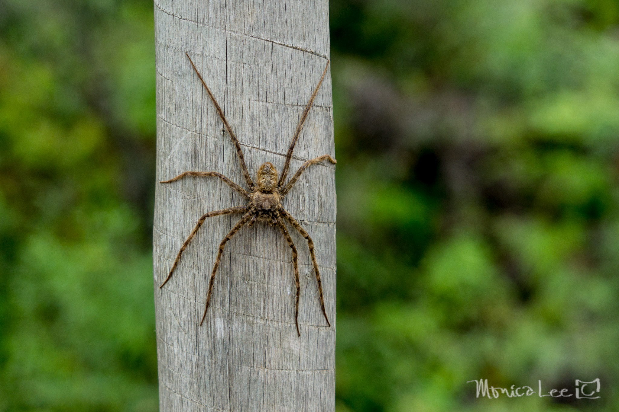 Sony a6000 + Sony FE 24-240mm F3.5-6.3 OSS sample photo. Spider , ibitipoca -mg photography