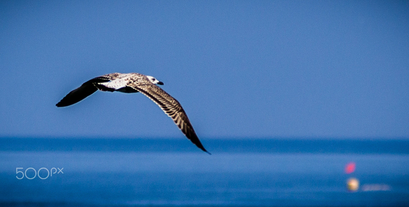 Canon EF 70-210mm f/3.5-4.5 USM sample photo. Fly high photography