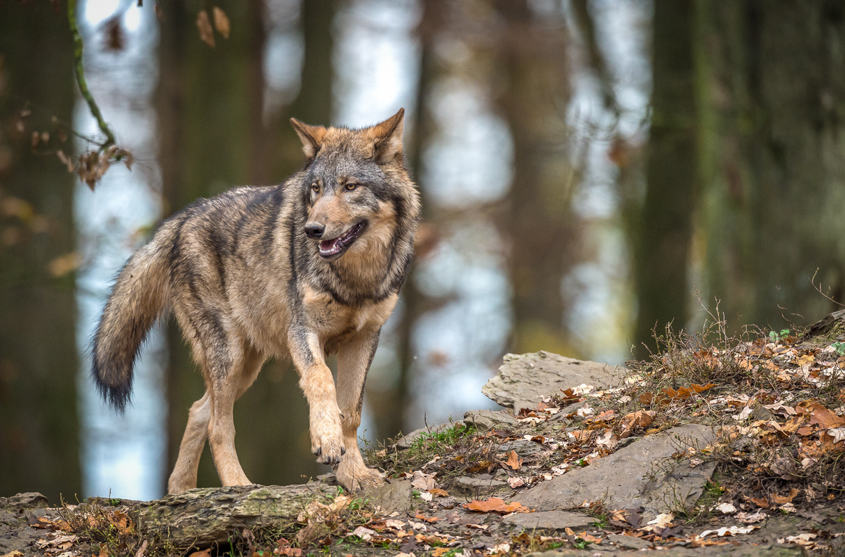 Nikon D4S + Nikon AF-S Nikkor 500mm F4G ED VR sample photo. Wolf photography