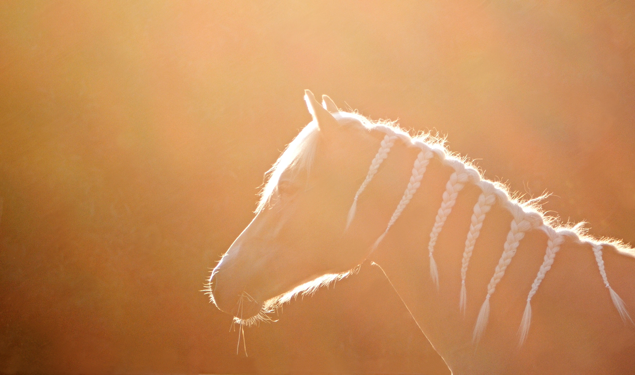 Canon EOS 500D (EOS Rebel T1i / EOS Kiss X3) + 75.00 - 300.00 mm sample photo. In sunlight photography