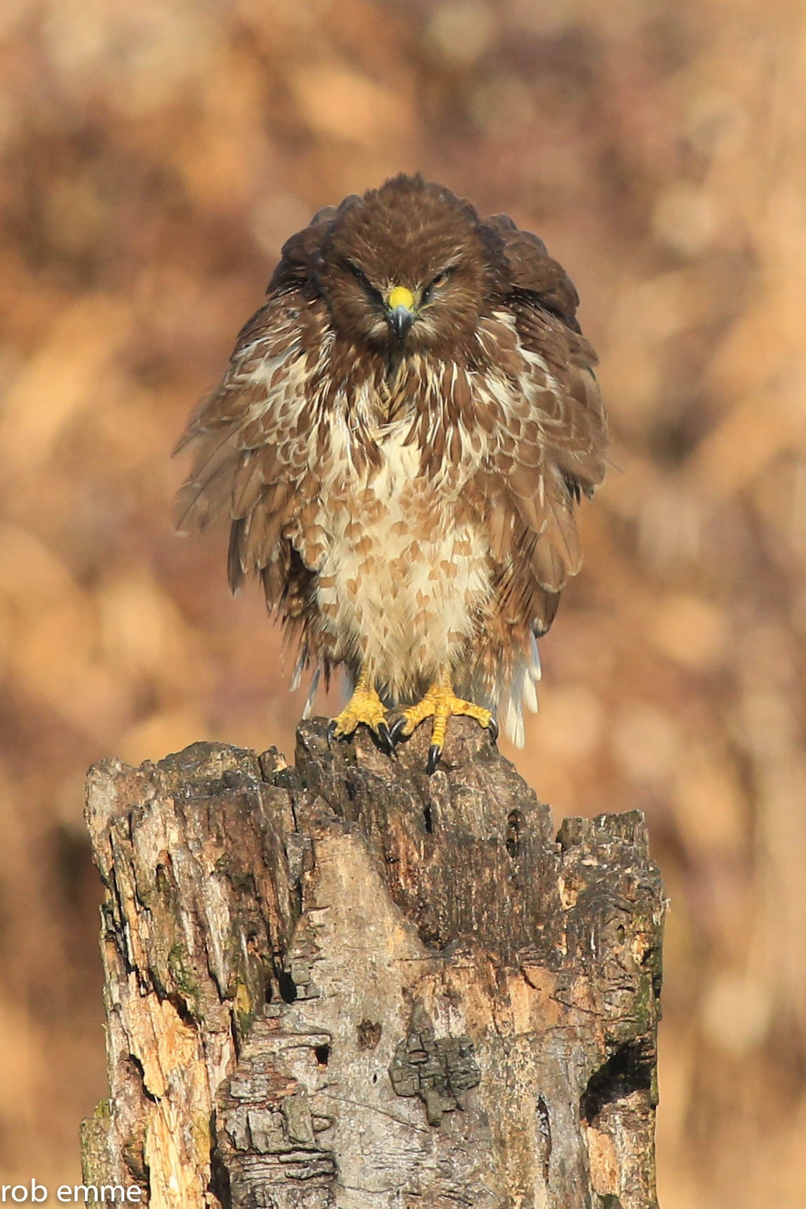 Canon EOS-1D X + Canon EF 400mm F5.6L USM sample photo. Poiana arrabbiata photography