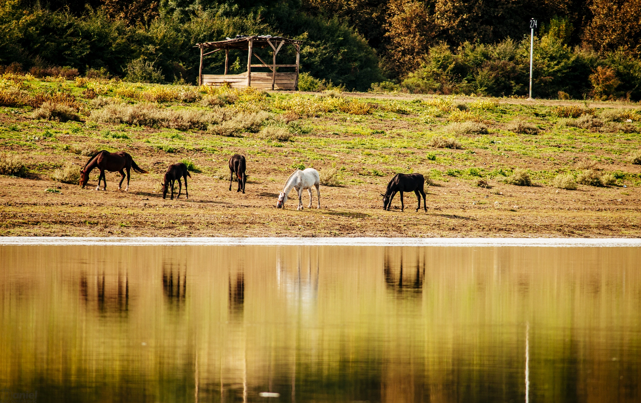 Nikon D800 + AF Nikkor 300mm f/4 IF-ED sample photo. Seven horses photography