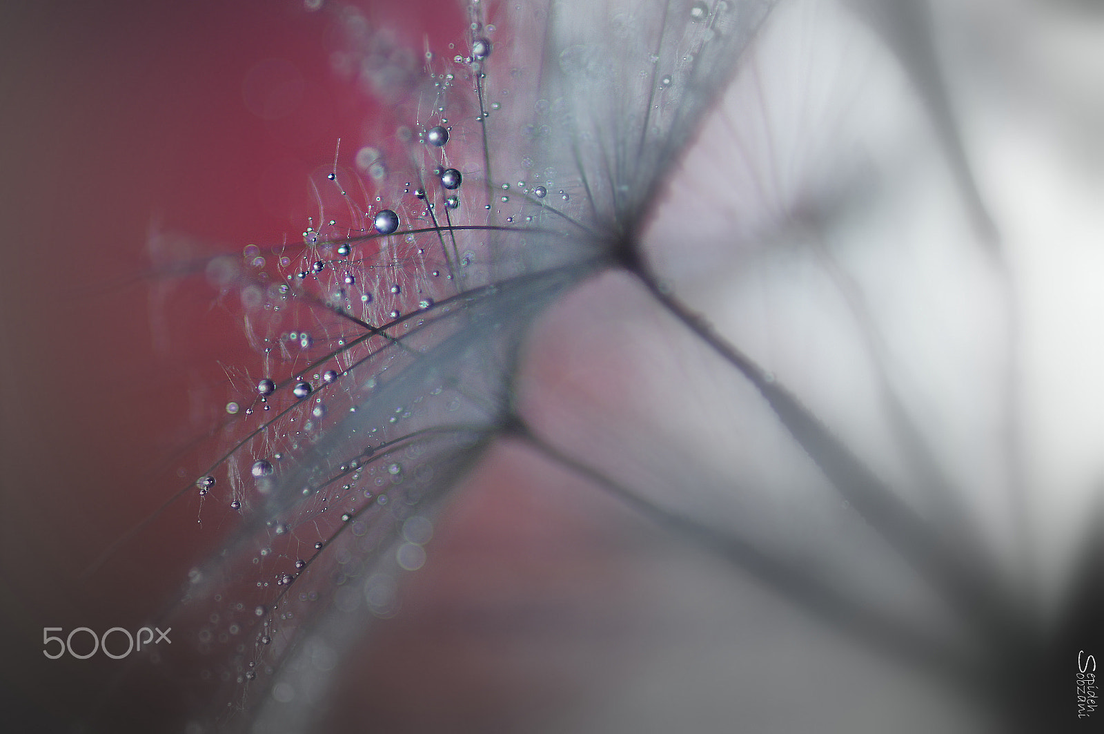 Sony SLT-A35 + Tamron SP AF 90mm F2.8 Di Macro sample photo. Lost in a dream photography