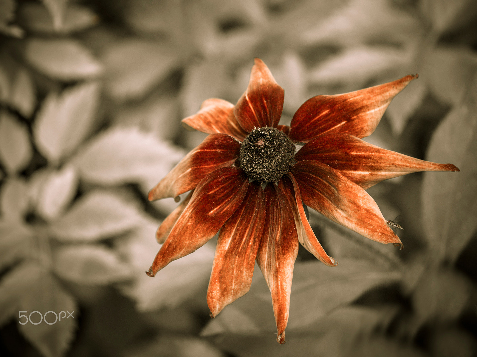 Olympus PEN E-PL5 sample photo. Equinacea flower photography