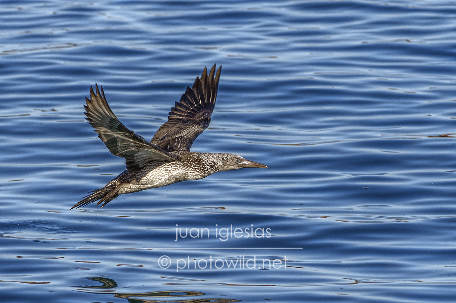 Nikon AF-S Nikkor 300mm F2.8G ED VR II sample photo. First year immature gannet (morus bassanus) photography