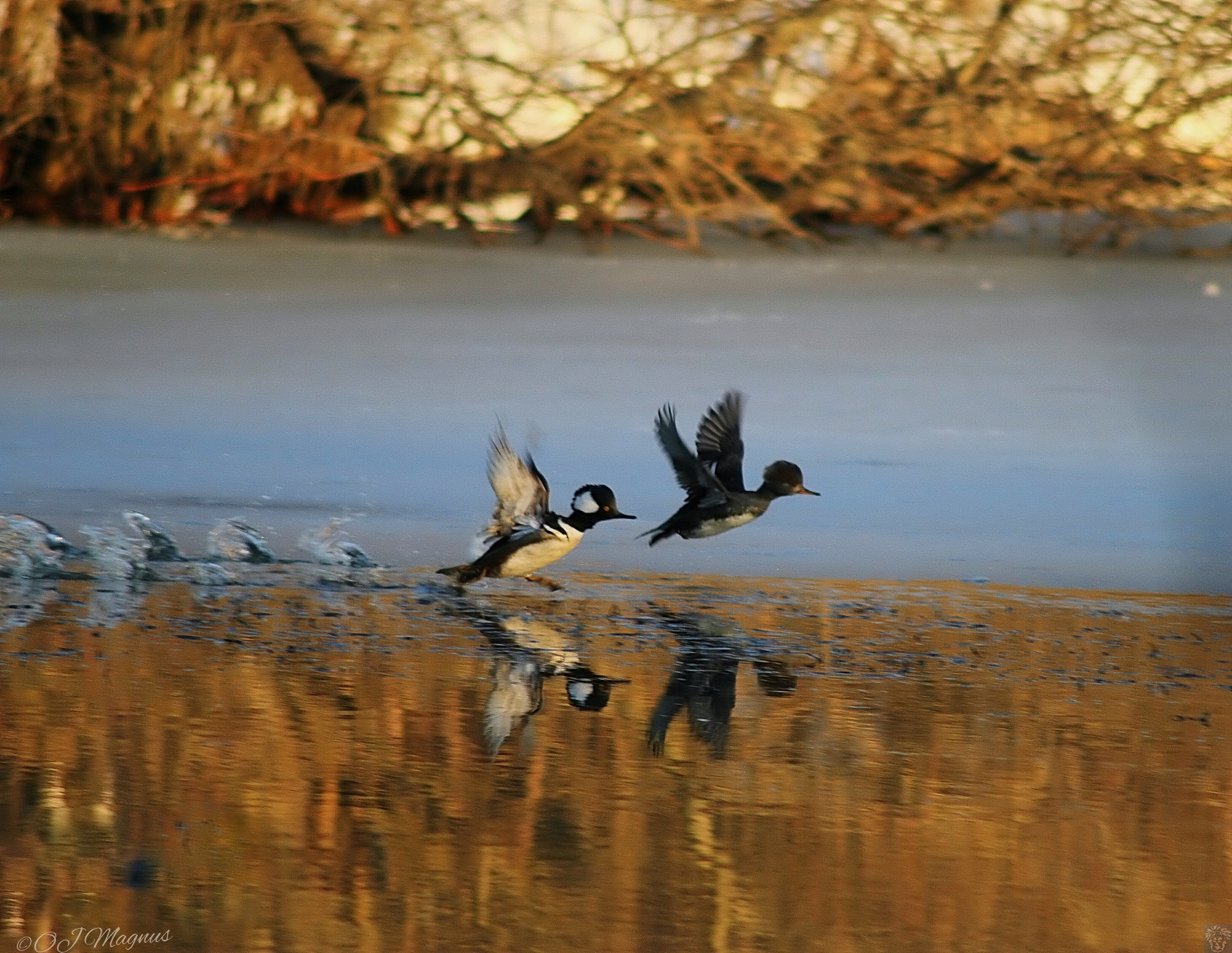 Canon EOS 7D + Canon 70-300mm sample photo. Pair of hooded mergansers photography