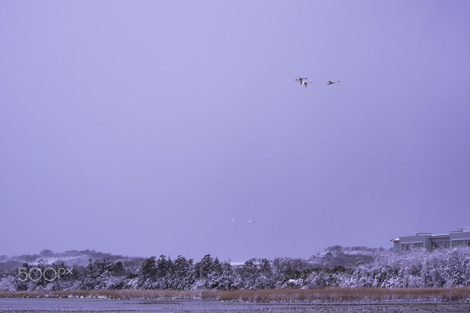 smc PENTAX-DA L 55-300mm F4-5.8 ED sample photo. "冬の使者達 " messengers in the winter photography