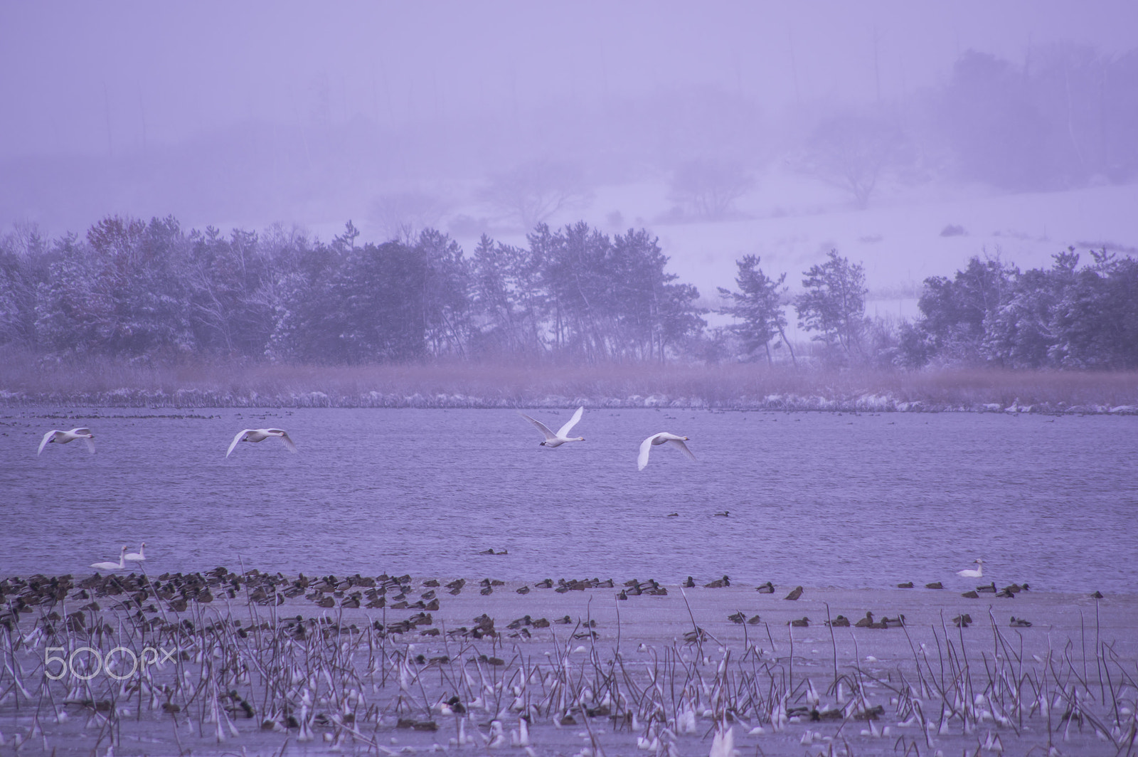 smc PENTAX-DA L 55-300mm F4-5.8 ED sample photo. "冬の使者達 " messengers in the winter photography