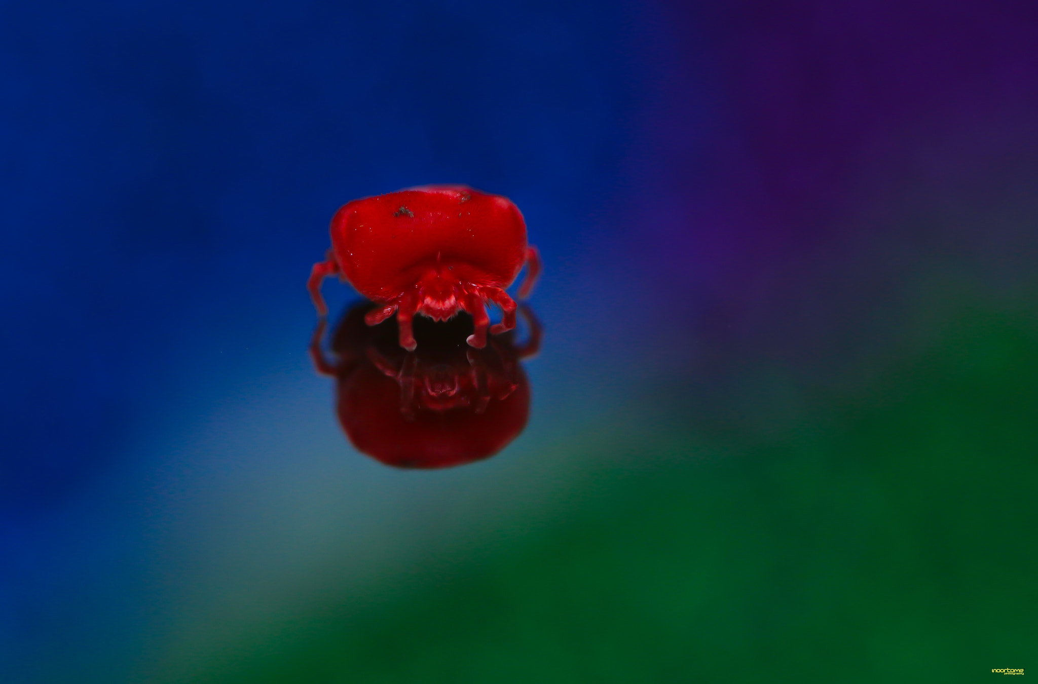Canon EOS 70D + Sigma 105mm F2.8 EX DG Macro sample photo. Velvet mite photography