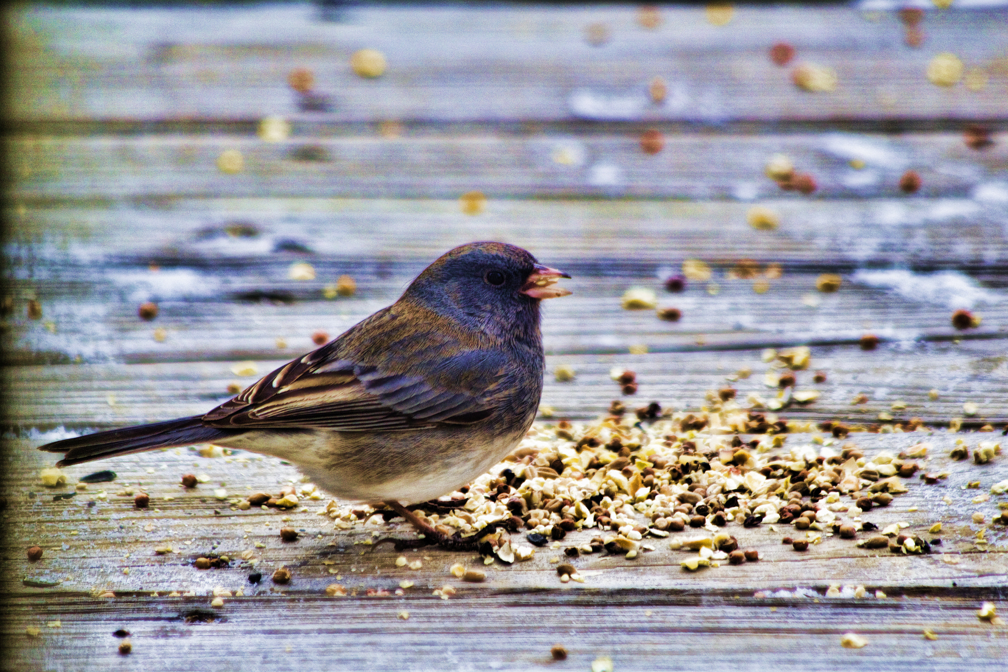 Canon EF 70-300mm F4-5.6 IS USM sample photo. Another bird photography