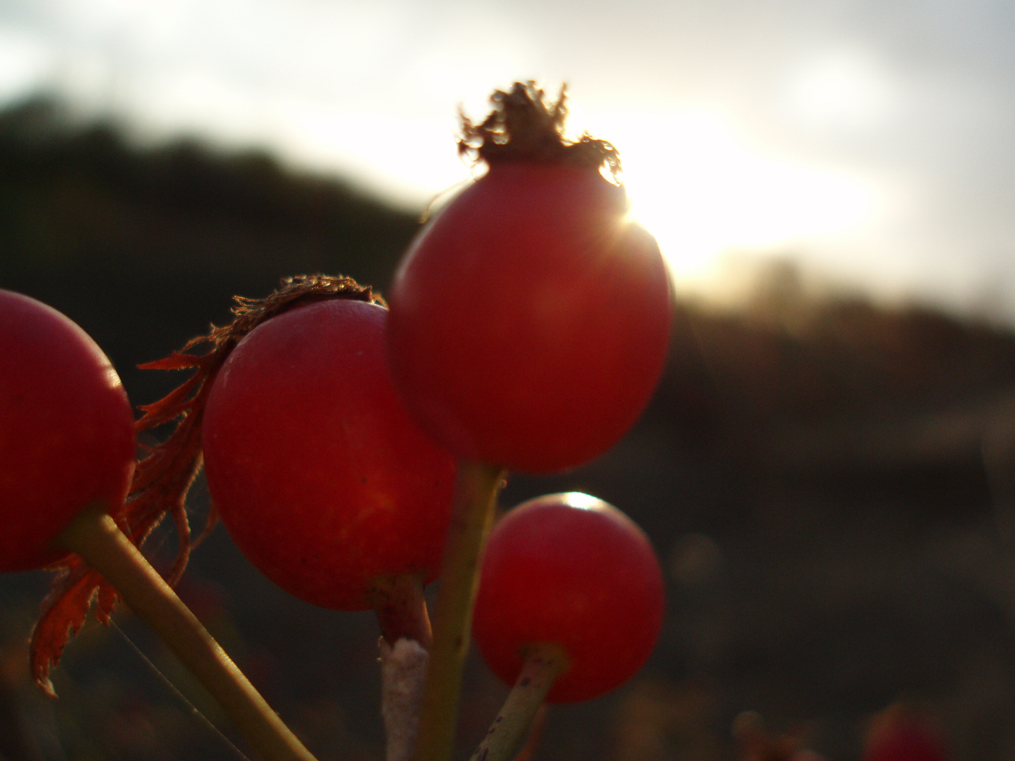 Olympus uD800,S800 sample photo. Sunset.  photography