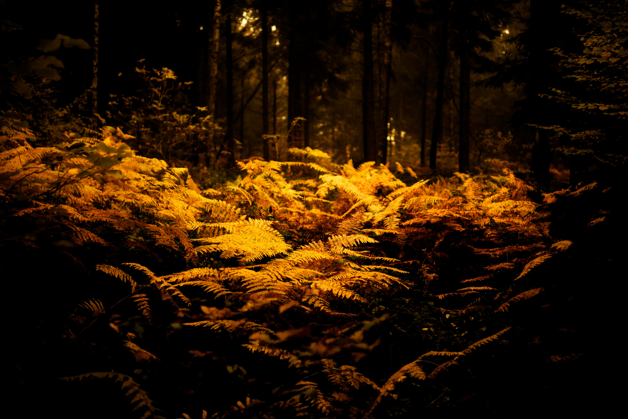 Sony a99 II + Sony 35mm F1.4 G sample photo. Golden fern photography