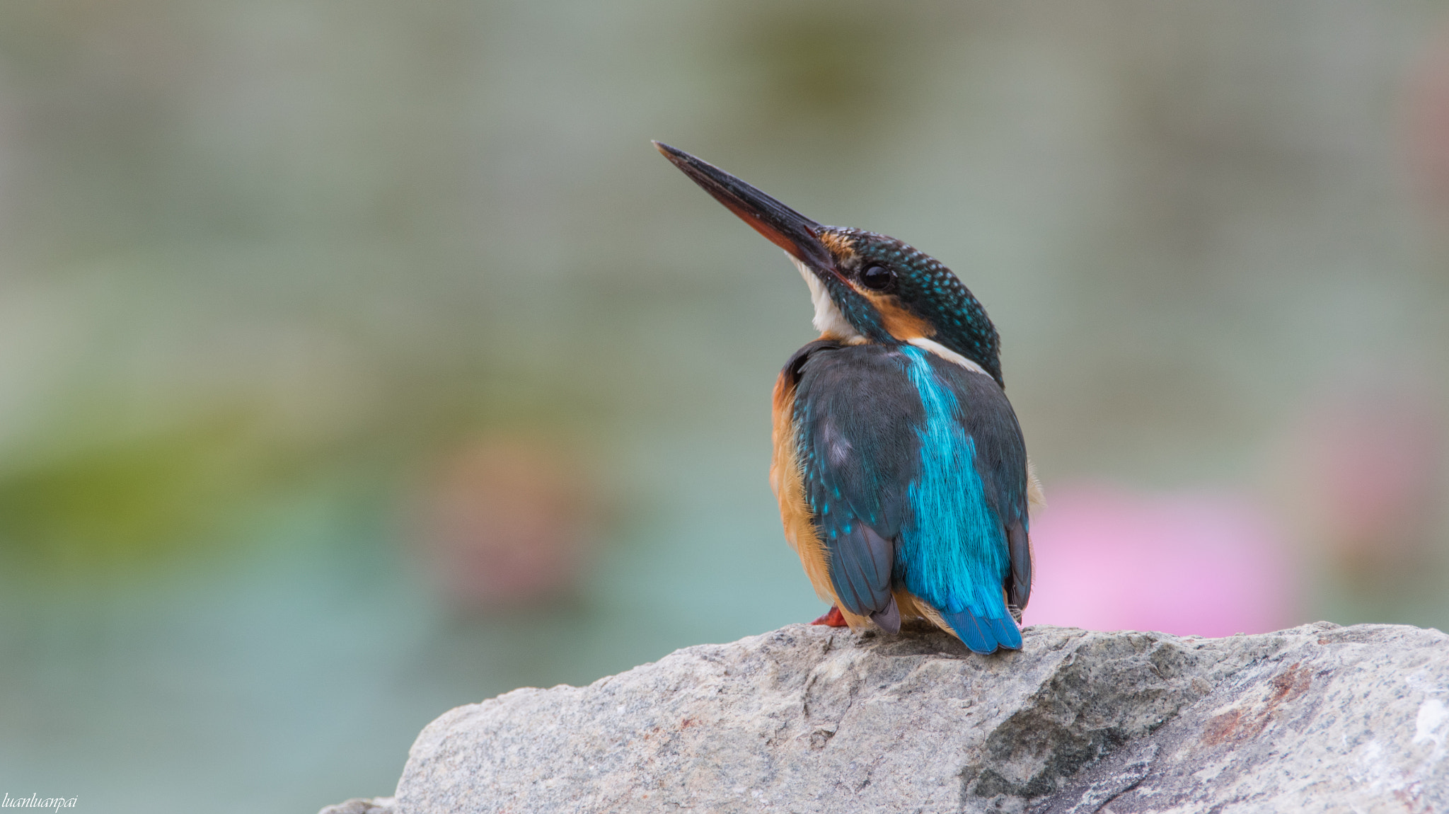 Sigma 150-600mm F5-6.3 DG OS HSM | C sample photo. Female common kingfisher photography