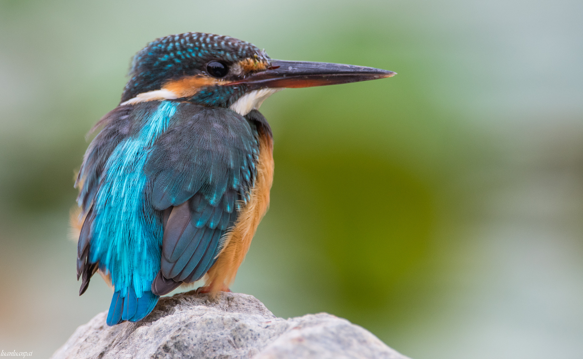 Sigma 150-600mm F5-6.3 DG OS HSM | C sample photo. Female common kingfisher photography