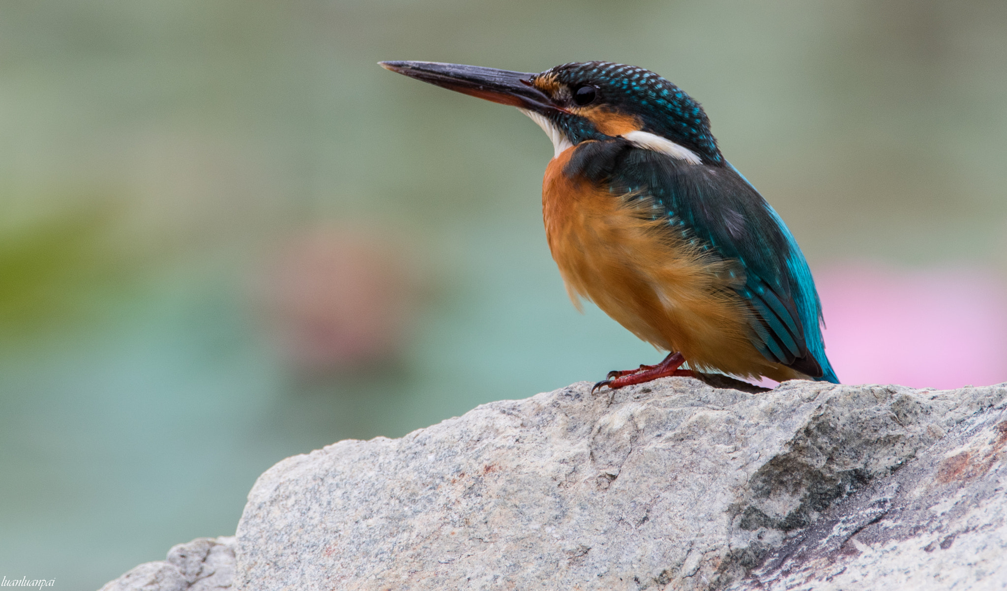 Sigma 150-600mm F5-6.3 DG OS HSM | C sample photo. Female common kingfisher photography