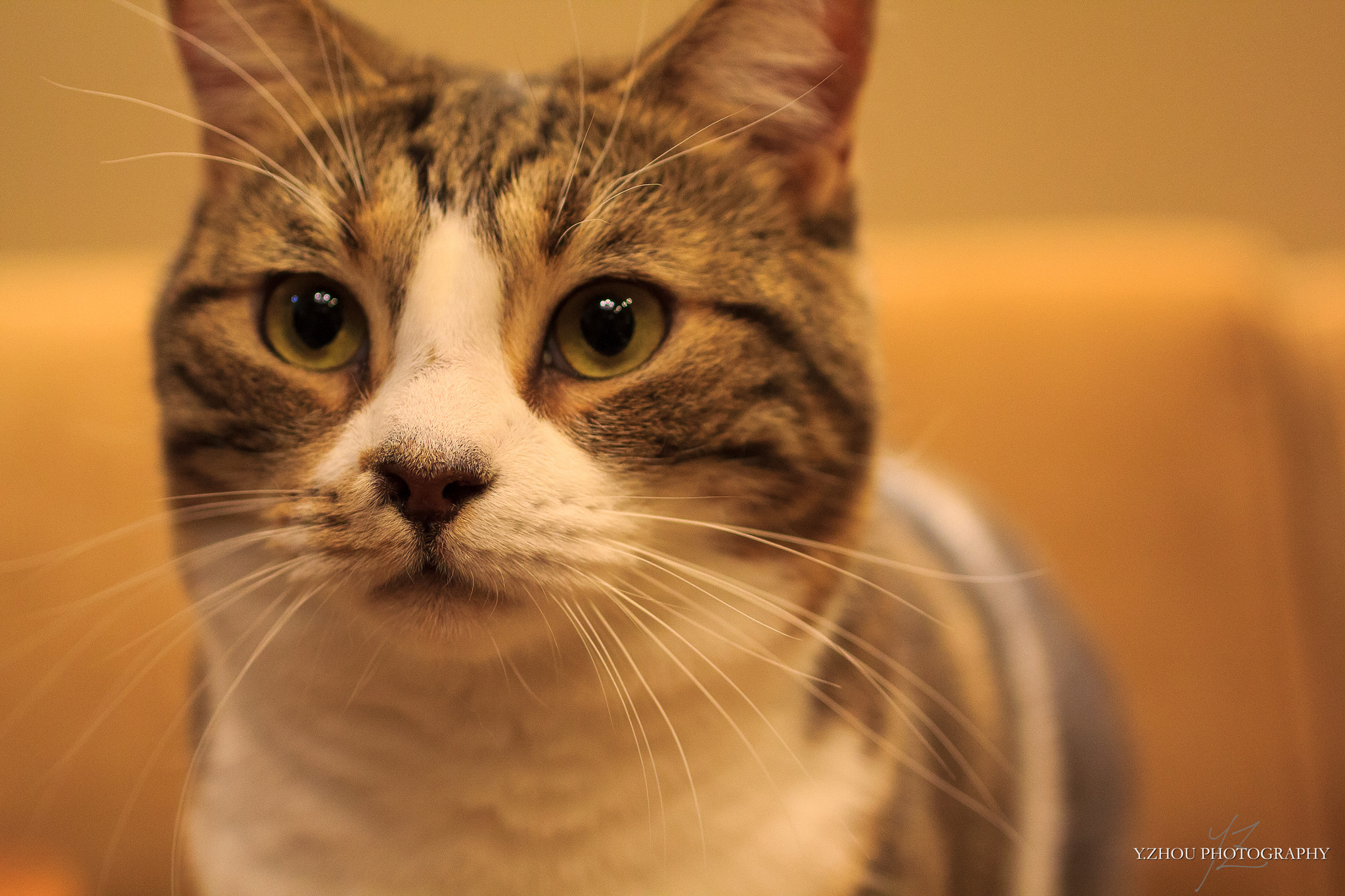 Canon EOS 60D + Sigma 50mm f/2.8 EX sample photo. Cat photography