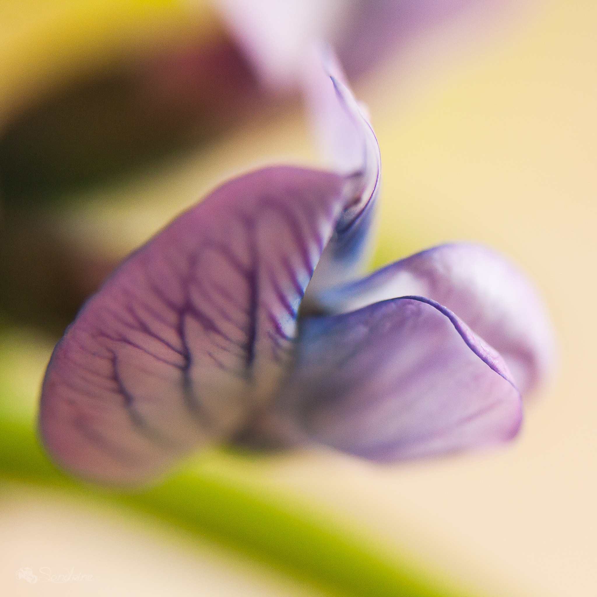 Canon EF 28-80mm f/3.5-5.6 sample photo. Close-up photography