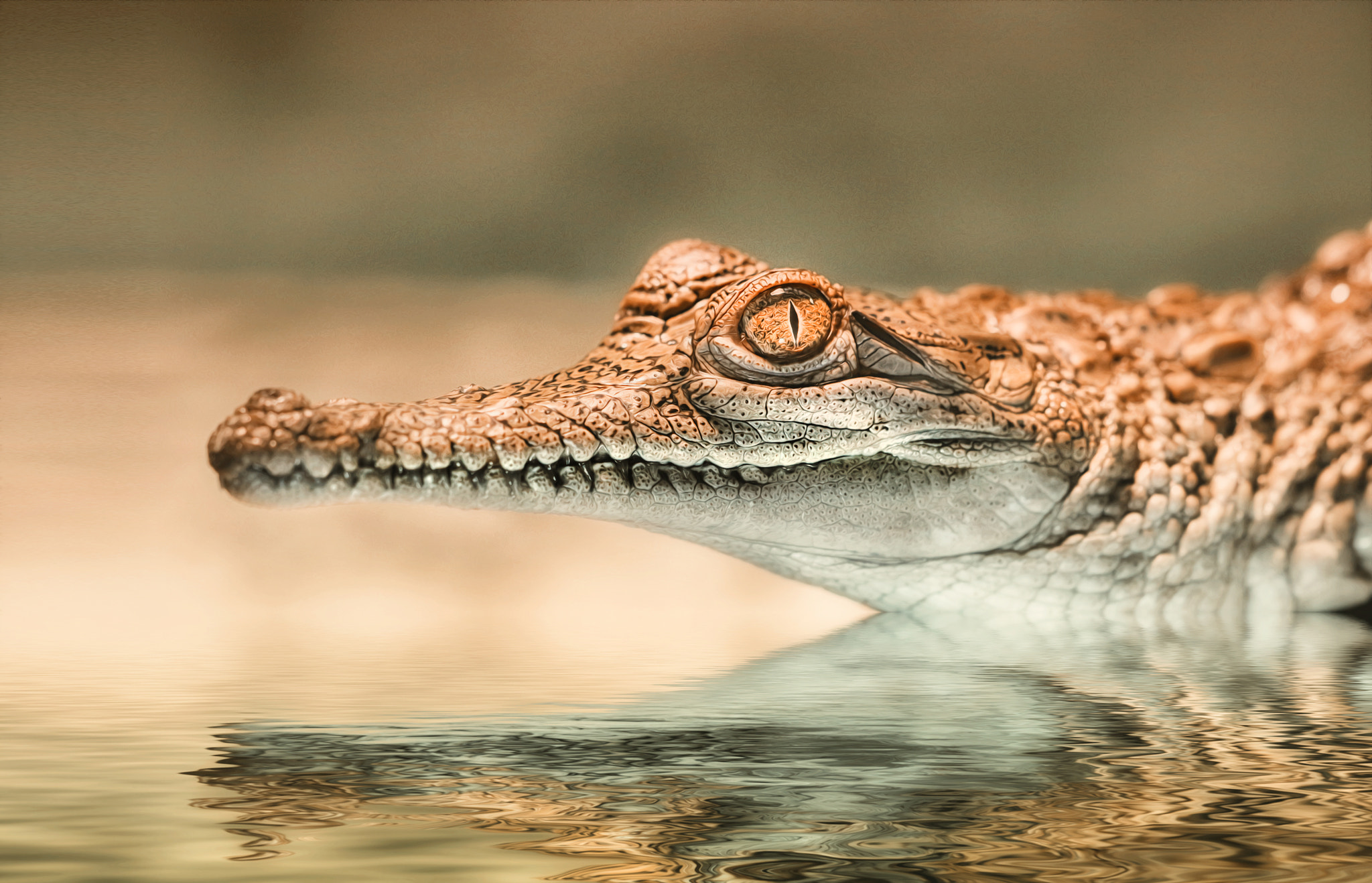 Sigma APO Macro 150mm f/2.8 EX DG HSM sample photo. Aligator photography