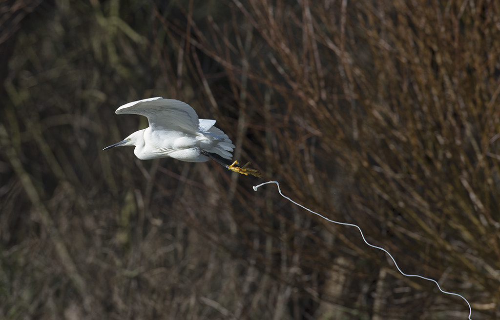 Nikon AF-S Nikkor 600mm F4D ED-IF II sample photo. Little egret photography
