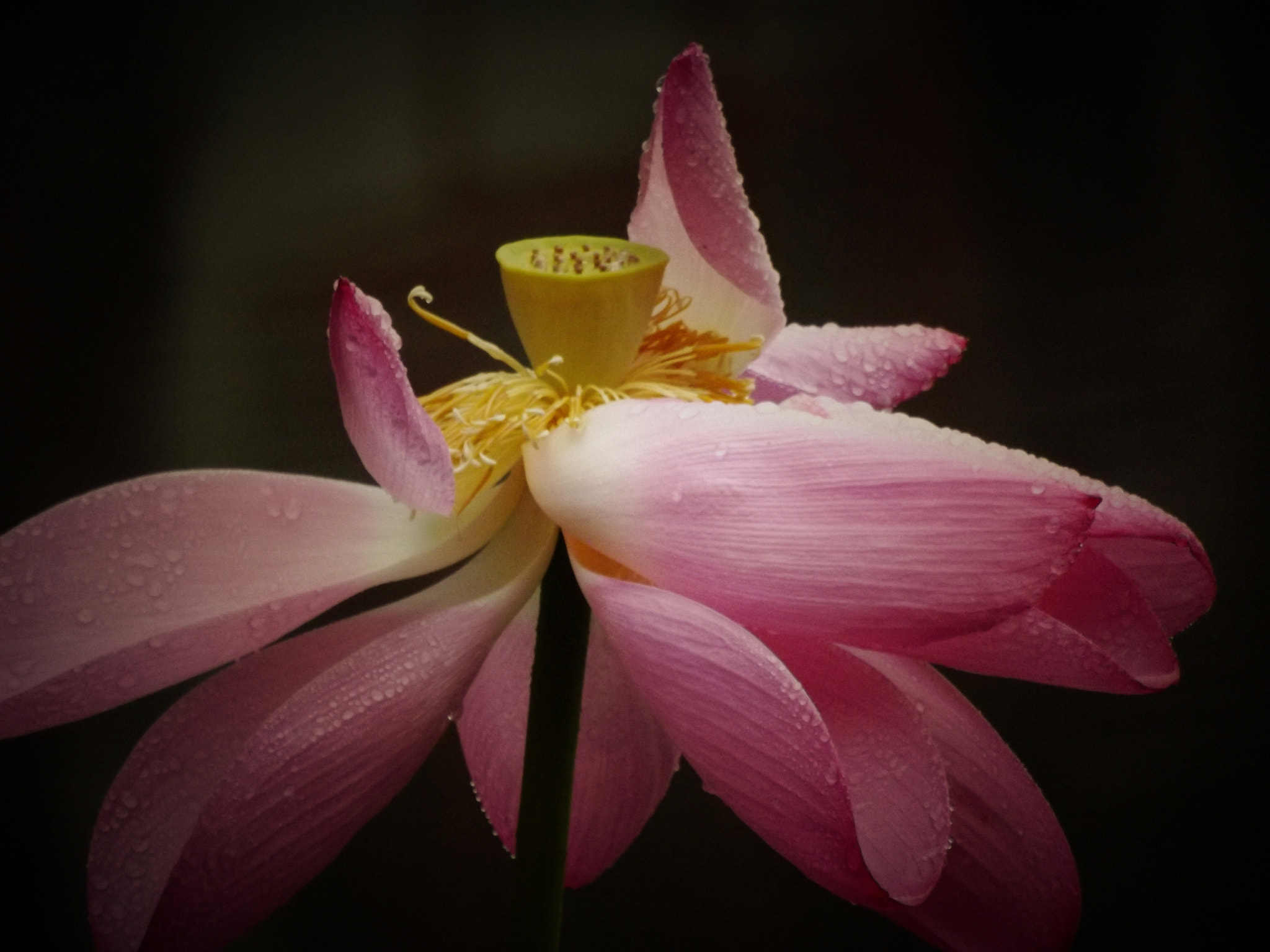 Fujifilm FinePix S4050 sample photo. Lotus in beijing photography