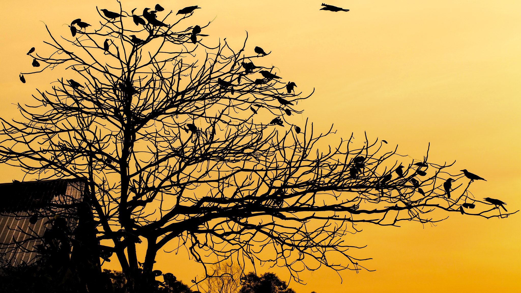 Olympus PEN E-PL5 sample photo. Crow photography