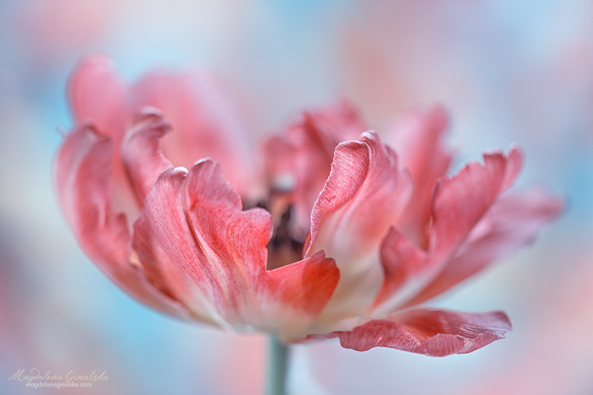 Canon EOS 60D + Canon EF 100mm F2.8 Macro USM sample photo. Ballerina photography