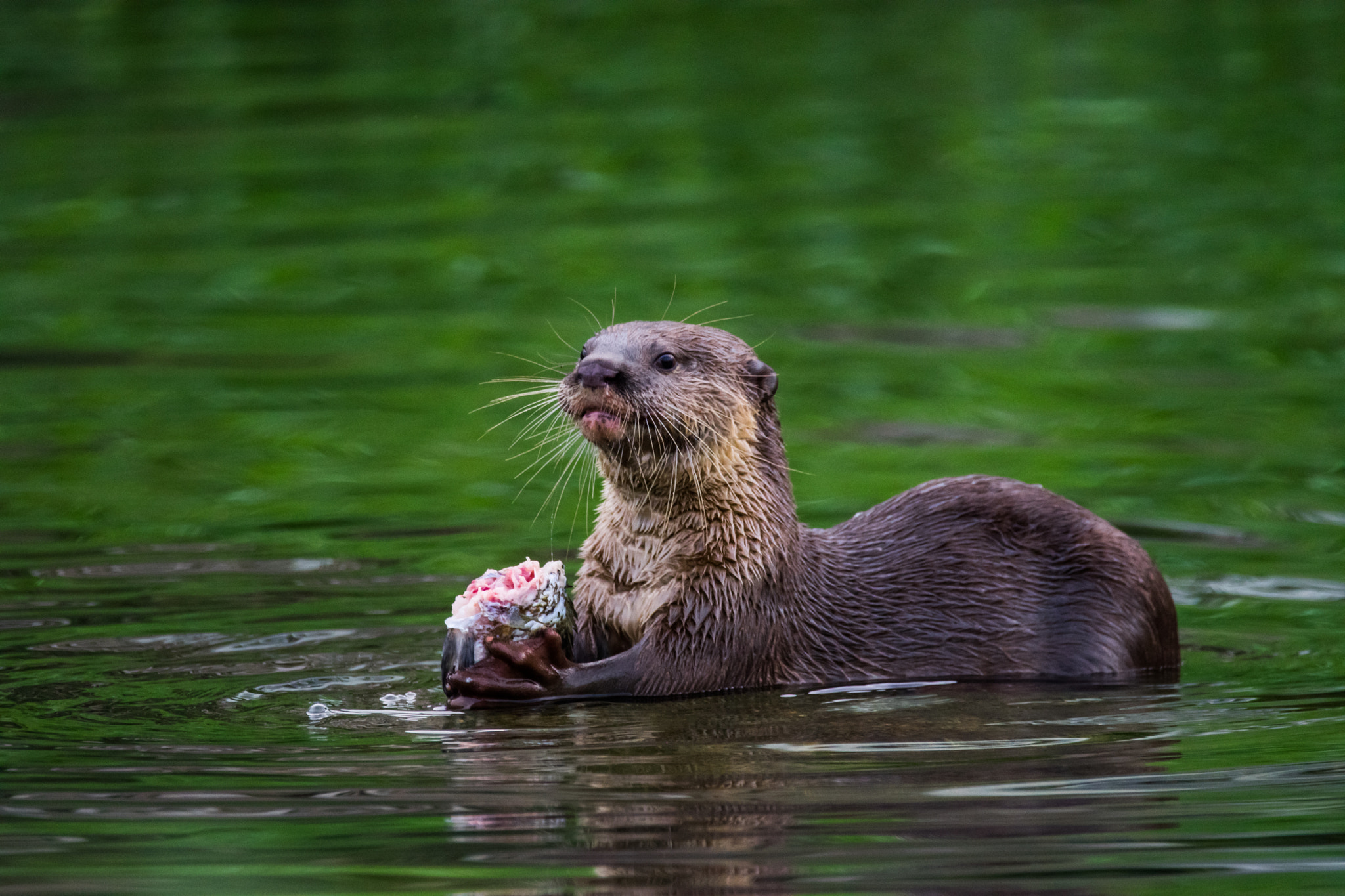 Sigma 150-600mm F5-6.3 DG OS HSM | C sample photo. Otterly delicious sashimi photography