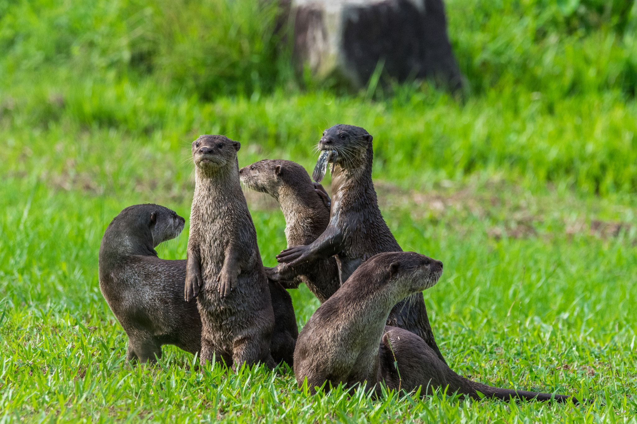 Sigma 150-600mm F5-6.3 DG OS HSM | C sample photo. Wild otter family of bishan park photography