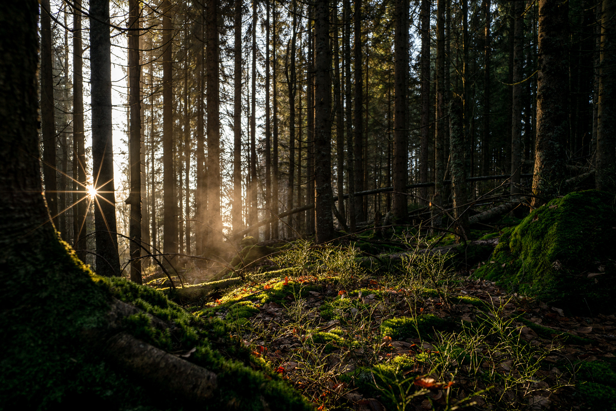 Elmarit-M 1:2.8/21 sample photo. In the forest photography