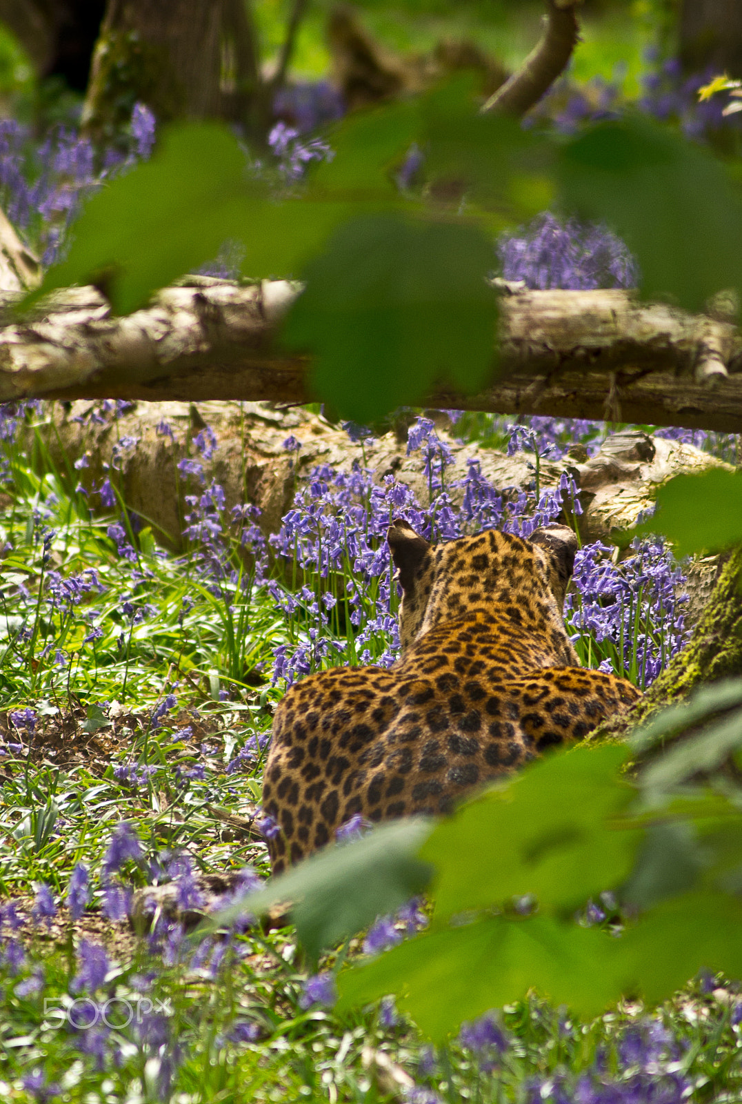 Sony DT 55-200mm F4-5.6 SAM sample photo. Fa78 photography