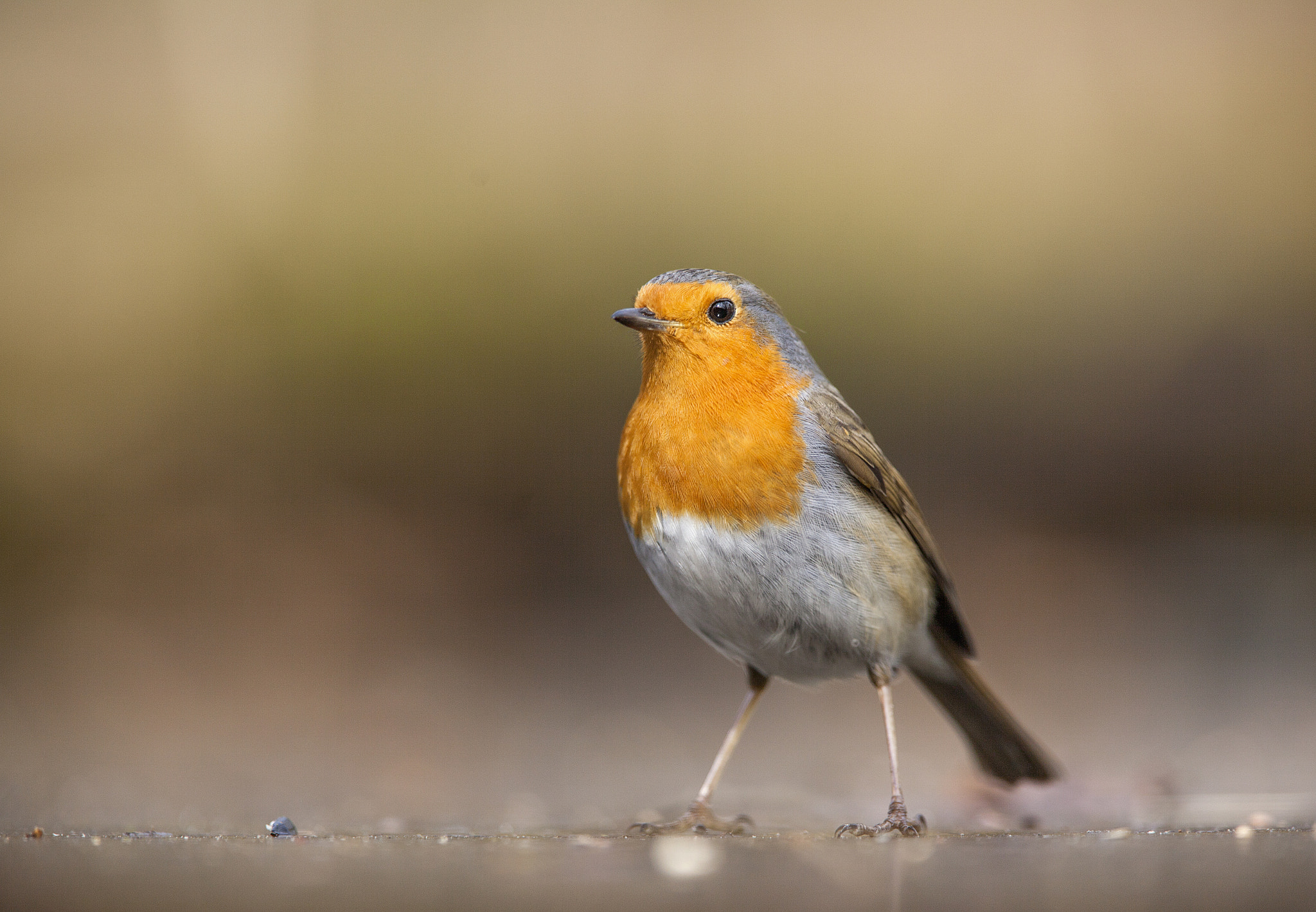 Canon EF 300mm F2.8L IS USM sample photo. Robin photography