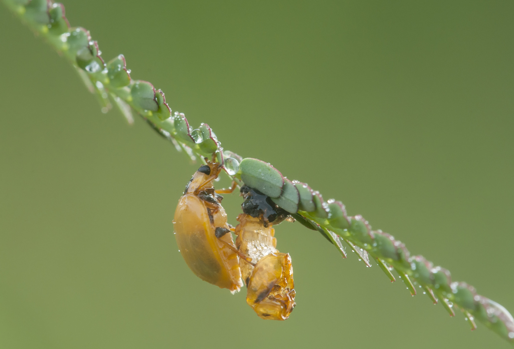 Nikon D90 + Sigma 150mm F2.8 EX DG Macro HSM sample photo. Leaving old skin photography