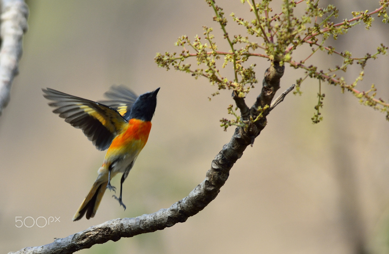 Nikon D5200 + Nikon AF-S Nikkor 300mm F4D ED-IF sample photo. The blind leap photography