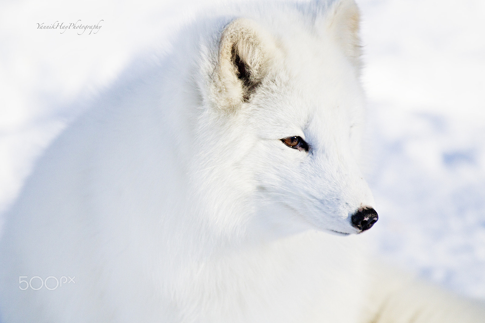Canon EF 70-200mm F2.8L IS II USM sample photo. Arctic fox photography