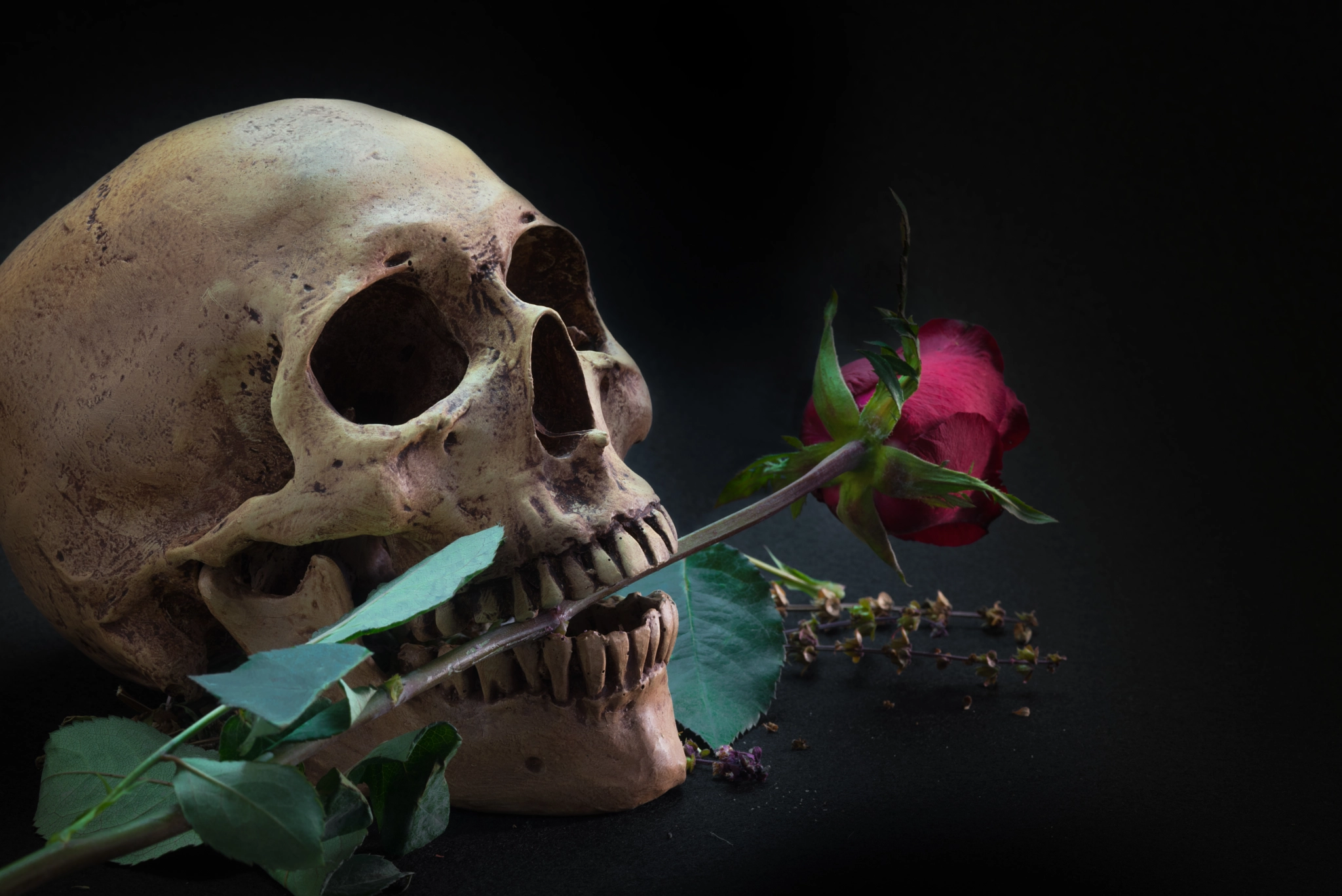 Nikon D750 + AF Micro-Nikkor 105mm f/2.8 sample photo. Still life with human skull with red rose bud in the mouth photography