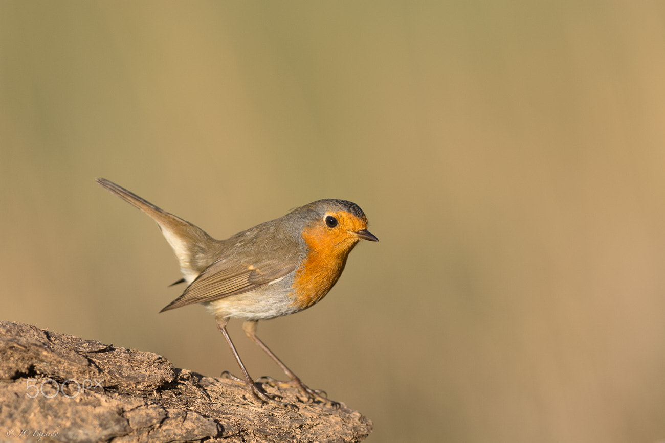 Nikon AF-S Nikkor 300mm F2.8G ED-IF VR sample photo. Little robin photography
