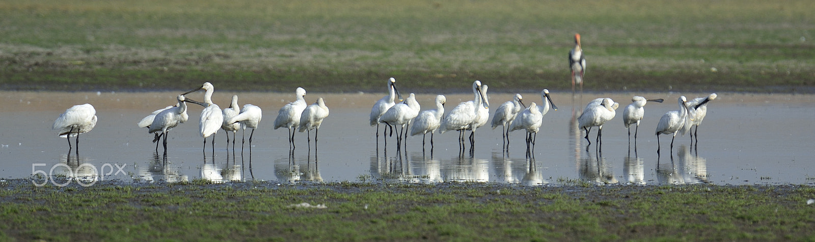 Nikon AF-S Nikkor 70-200mm F2.8G ED VR II sample photo. The spoonbills photography