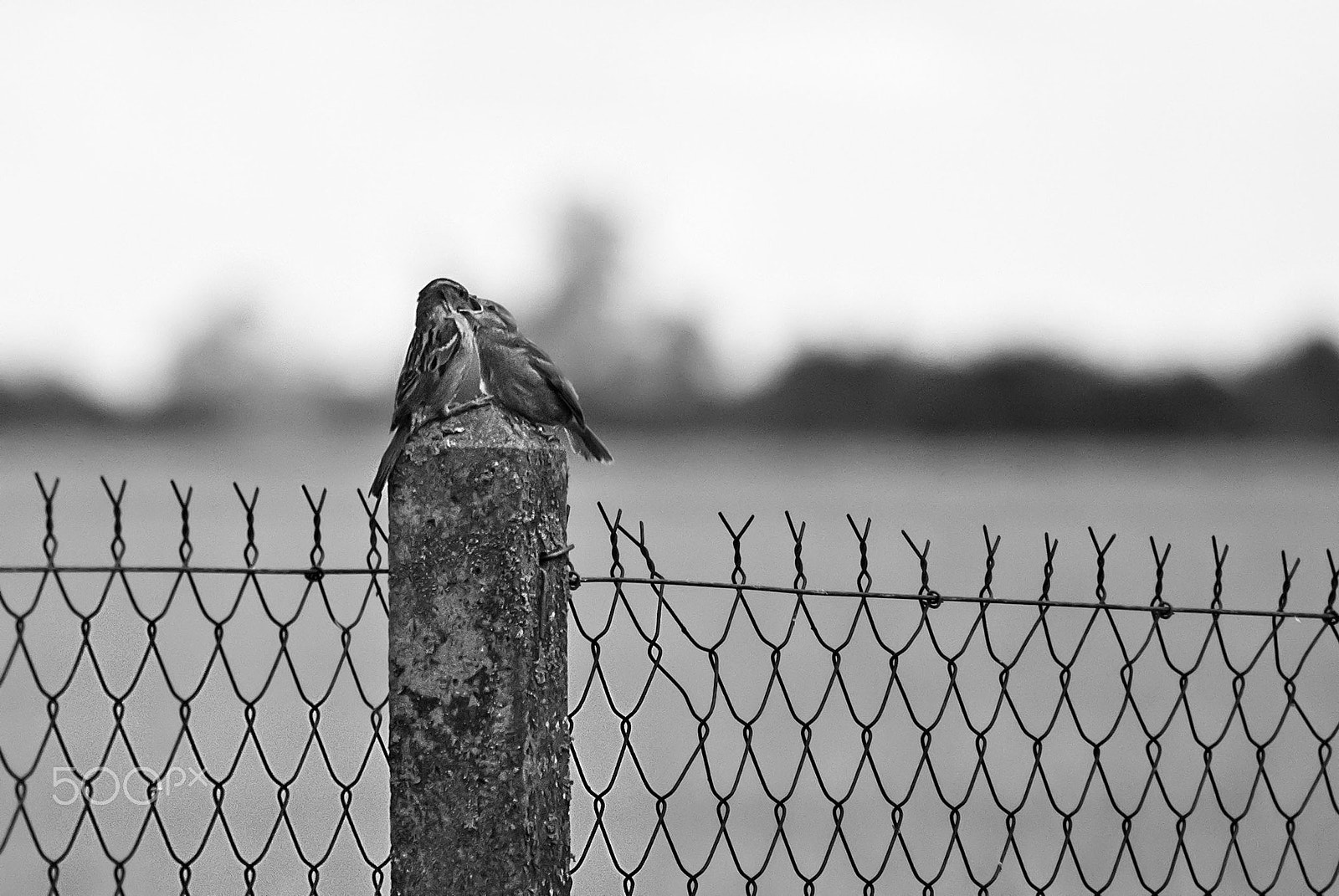 Sony 75-300mm F4.5-5.6 sample photo. Fa127 photography