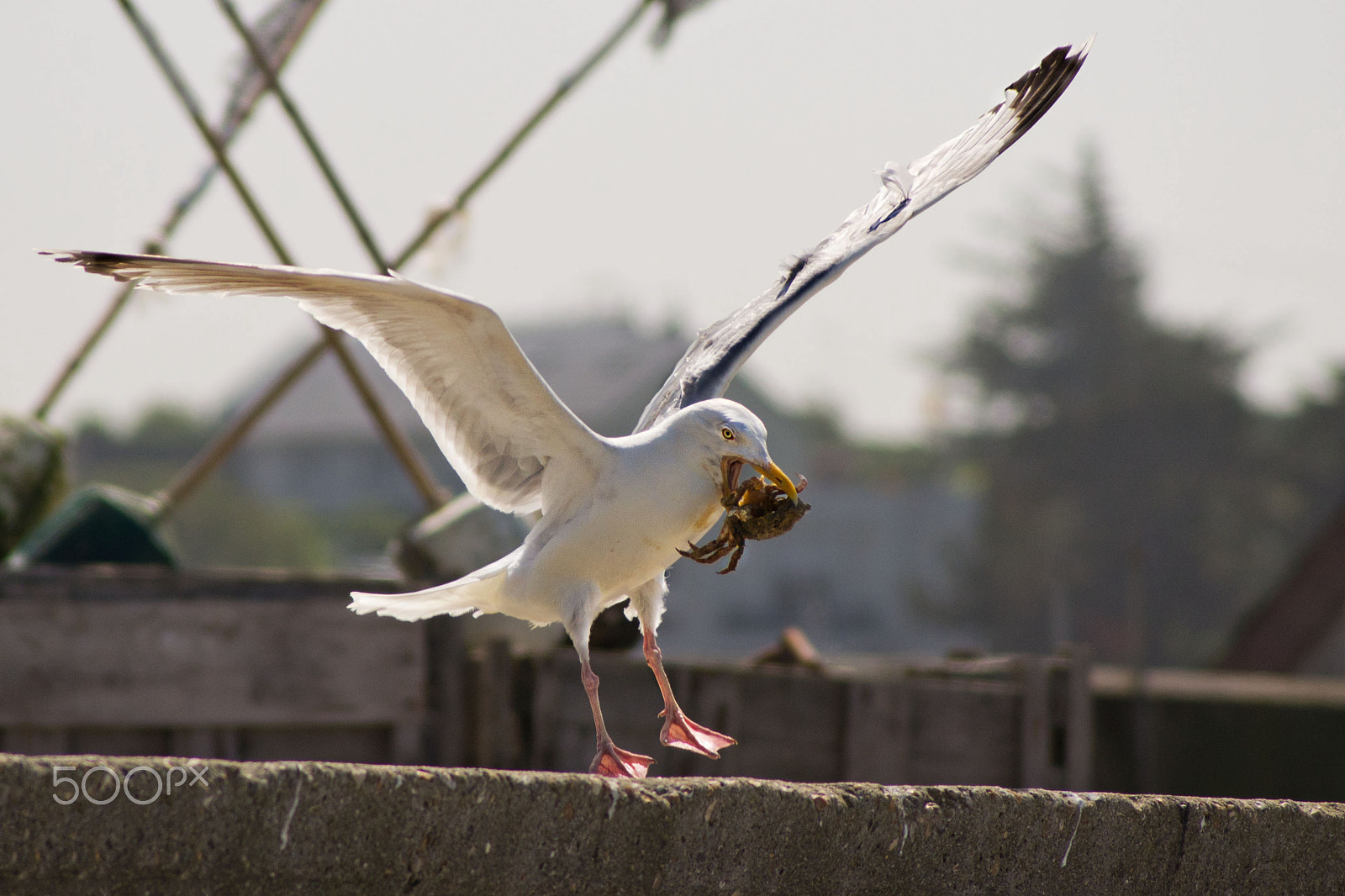 Sony DT 55-200mm F4-5.6 SAM sample photo. Fa130 photography