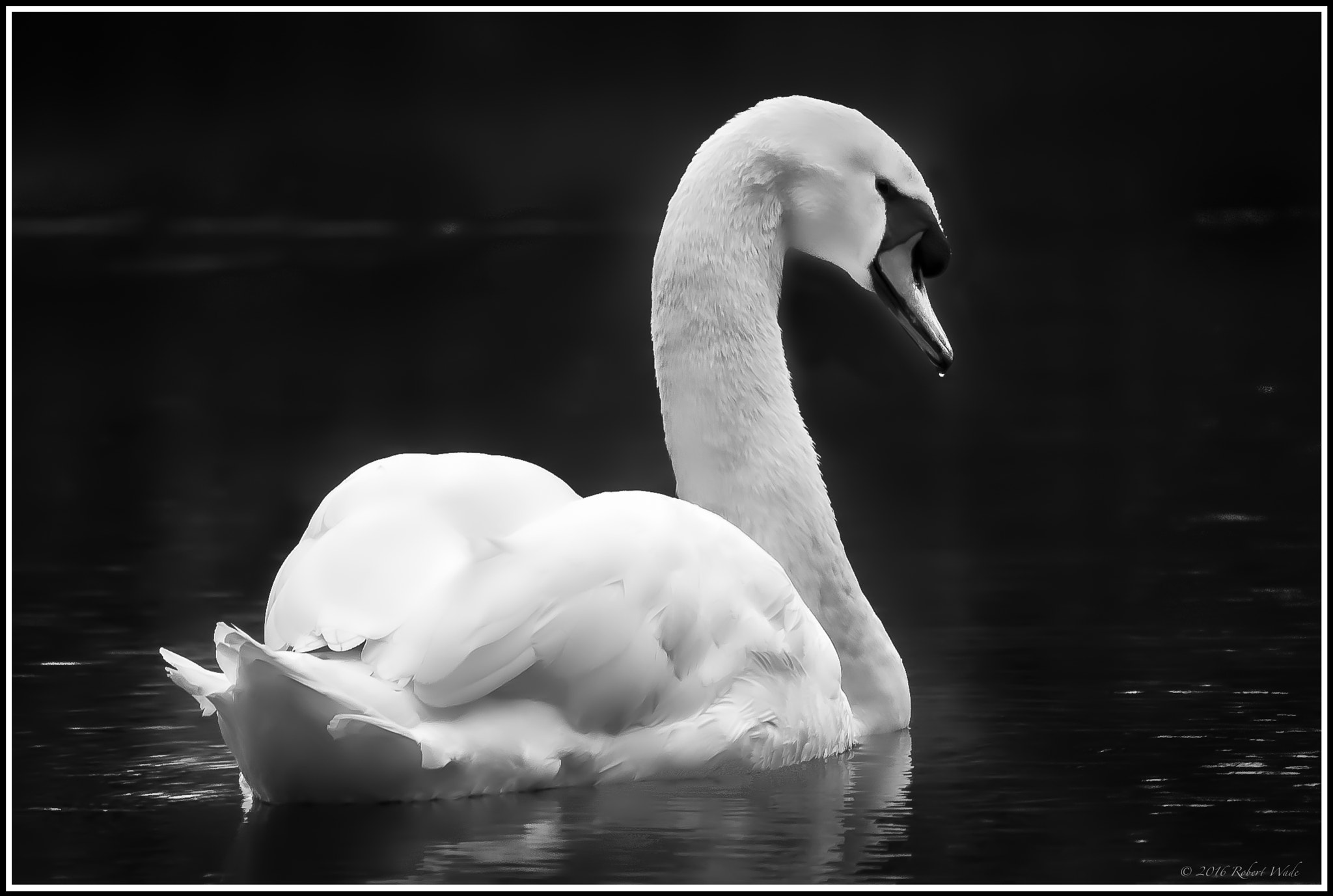 Canon EF-S 55-250mm F4-5.6 IS STM sample photo. Swan photography
