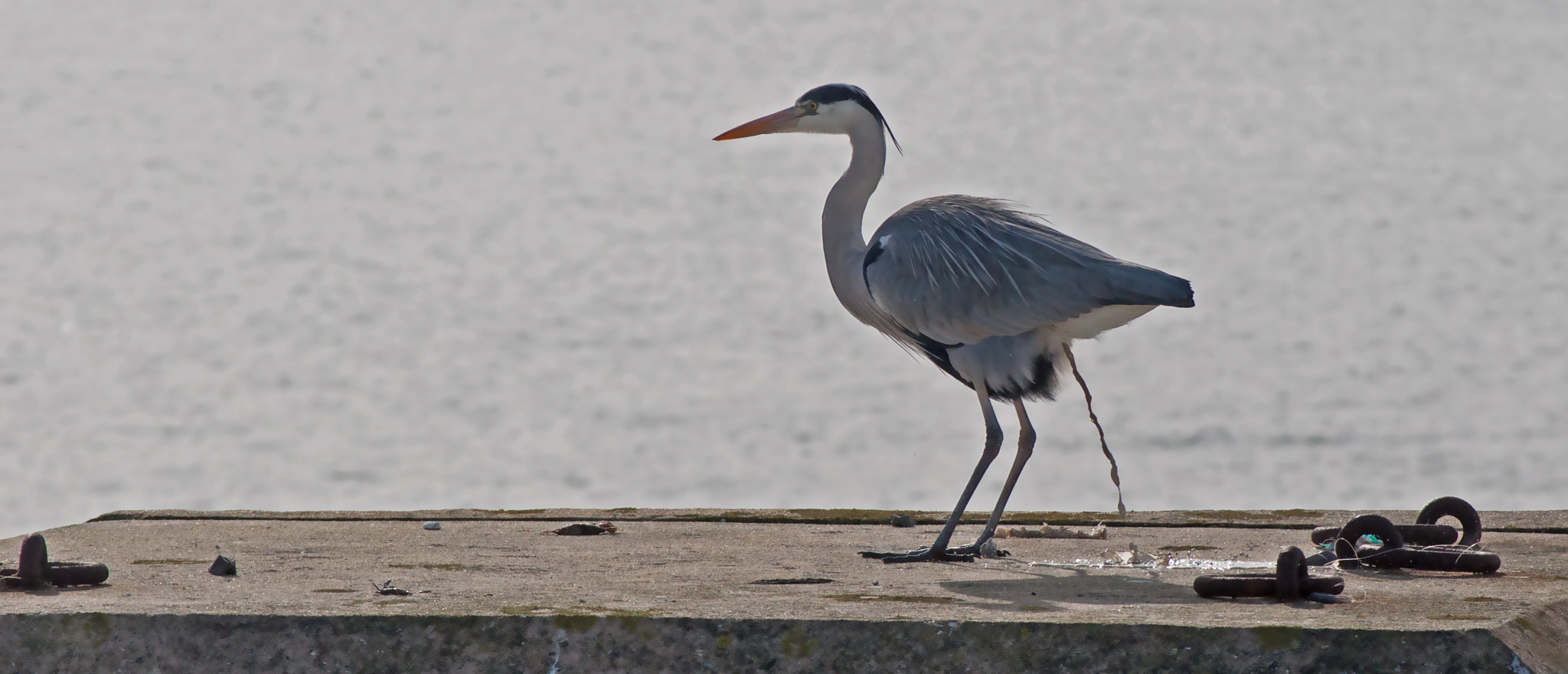 AF Zoom-Nikkor 75-240mm f/4.5-5.6D sample photo. Excretory time photography