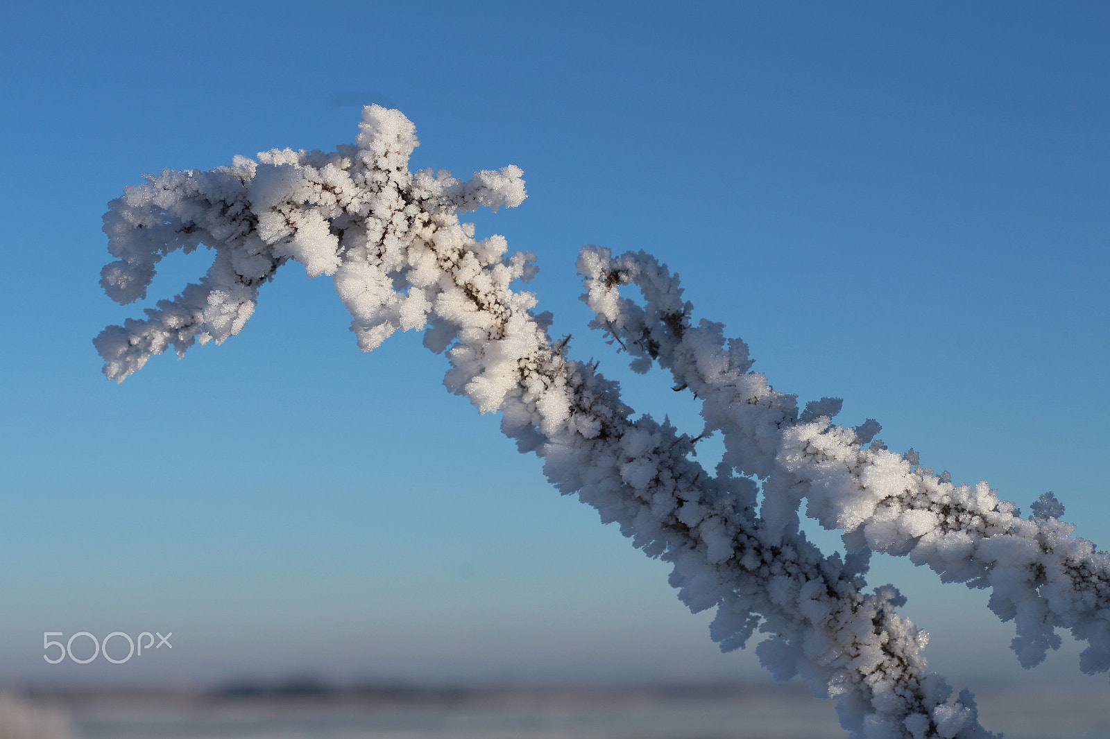 Canon EOS M + Canon EF 50mm F1.8 STM sample photo. Frozen branch photography