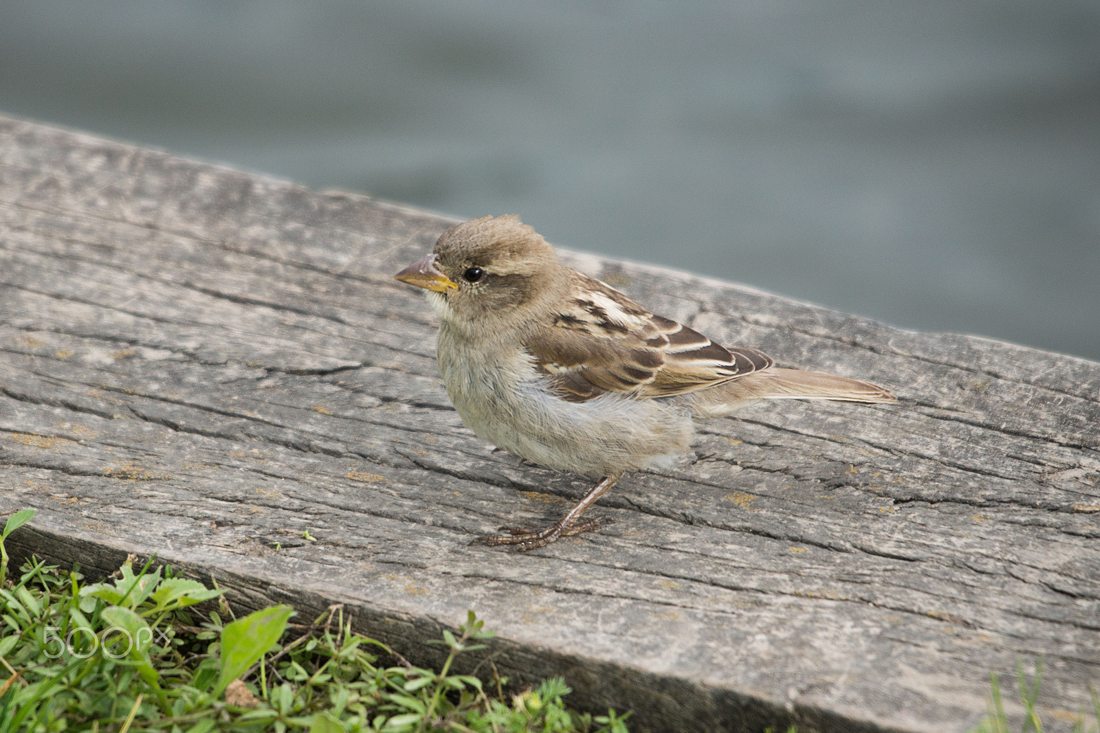 Sigma 150-500mm F5-6.3 DG OS HSM sample photo. Fa197 photography
