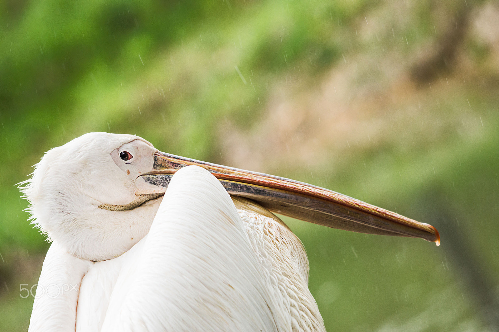 Sigma 150-500mm F5-6.3 DG OS HSM sample photo. Fa204 photography