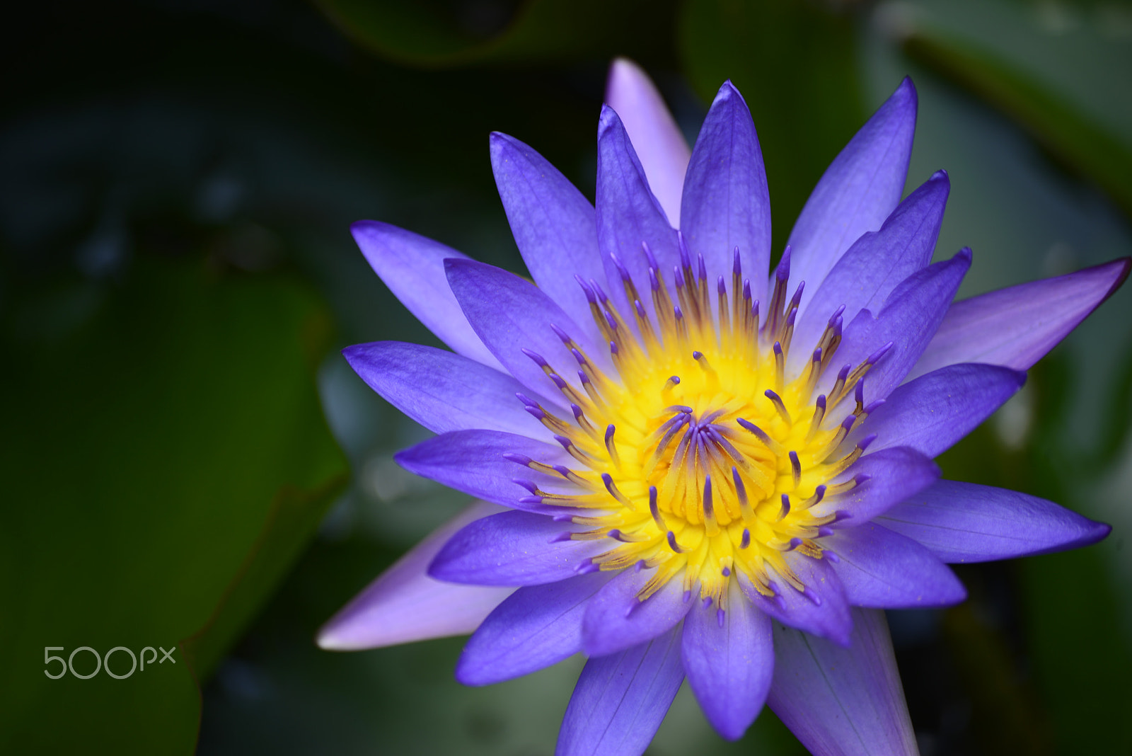 Sigma 70-300mm F4-5.6 APO DG Macro sample photo. Water lily photography